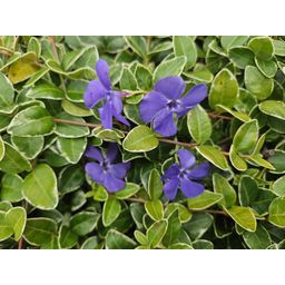 Garden basics 48x Vinca minor 'Ralph Shugert' - ↕10-25cm - Ø9cm (50638)