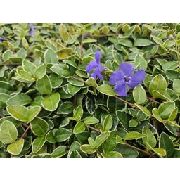 Garden basics 48x Vinca minor 'Ralph Shugert' - ↕10-25cm - Ø9cm (50638)