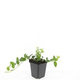 Garden basics 48x Vinca minor 'Argenteovariegata' - ↕10-25cm - Ø9cm (50628)
