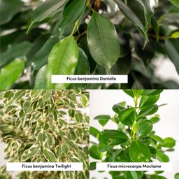 Ficus Benjamina Danielle - Ficus Benjamina Twilight - Ficus Microcarpa Moclame (8720955320061)