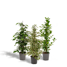 Ficus Benjamina Danielle - Ficus Benjamina Twilight - Ficus Microcarpa Moclame (8720955320061)