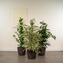 Ficus Benjamina Danielle - Ficus Benjamina Twilight - Ficus Microcarpa Moclame (8720955320061)