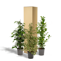 Ficus Benjamina Danielle - Ficus Benjamina Twilight - Ficus Microcarpa Moclame (8720955320061)