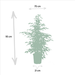 Ficus Benjamina Danielle - Ficus Benjamina Twilight - Ficus Microcarpa Moclame (8720955320061)