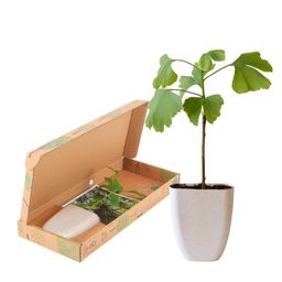 Levensboom - Ginkgo Biloba in brievenbusdoosje met info boekje (7423528075085)