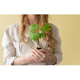 Levensboom - Ginkgo Biloba in brievenbusdoosje met info boekje (7423528075085)
