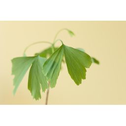 Levensboom - Ginkgo Biloba in brievenbusdoosje met info boekje (7423528075085)