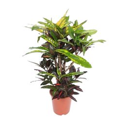 Codiaeum Mango (Croton Mango) (18254)