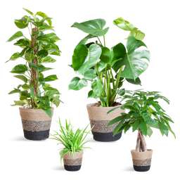Easy care Plantenbox - medium - met Mand Lissabon zwart (8721042063991)