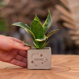 Congreet plantpots + Sansevieria | Bienvenue (8721225131738)