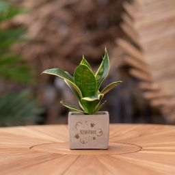Congreet plantpots + Sansevieria | Bienvenue (8721225131738)