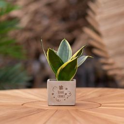 Congreet plantpots + Sansevieria | Bonne chance (8721225131745)