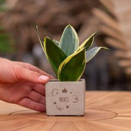 Congreet plantpots + Sansevieria | Merci (8721225131691)