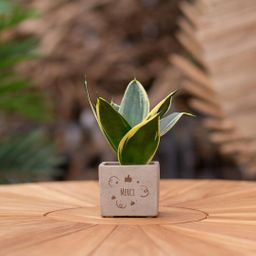Congreet plantpots + Sansevieria | Merci (8721225131691)