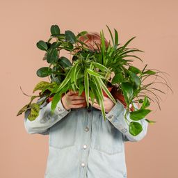 Groene Kneusjesbox (12 stuks) - incl. 12 x pot Lissabon zwart (8721042064257)
