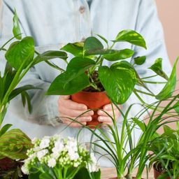 Groene Kneusjesbox (12 stuks) - incl. 12 x pot Lissabon zwart (8721042064257)