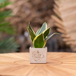 Congreet plantpots + Sansevieria | Let's grow together (8721225131578)