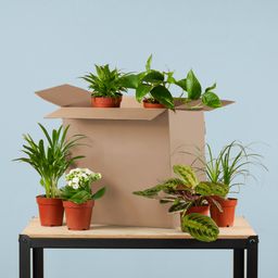 Groene Kneusjesbox (6 stuks) (8721042064271)