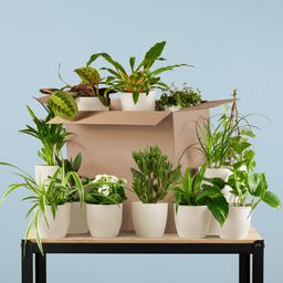 Groene Kneusjesbox (12 stuks) - incl. 12 x pot Viber wit (8721042064240)