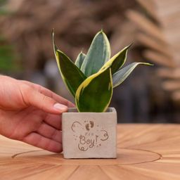 Congreet plantpots + Sansevieria | It's a boy (8721225131554)