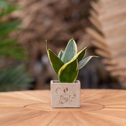 Congreet plantpots + Sansevieria | It's a boy (8721225131554)