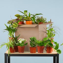Groene Kneusjesbox (12 stuks) (8721042064233)