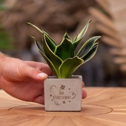 Congreet plantpots + Sansevieria | Bon rétablissement (8721225131707)