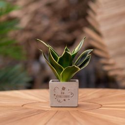 Congreet plantpots + Sansevieria | Bon rétablissement (8721225131707)