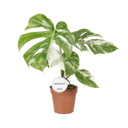Monstera Deliciosa Variegata (22585)