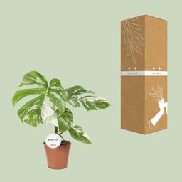 Monstera Deliciosa Variegata (22585)