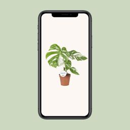 Monstera Deliciosa Variegata (22585)