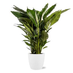 Spathiphyllum Sweet Sebastiano - Pot Brussels D25x23cm - Wit (43258)