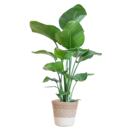 Strelitzia Nicolai met Lissabon mand wit (8721042062611)