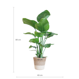 Strelitzia Nicolai met Lissabon mand wit (8721042062611)