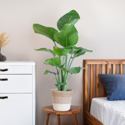 Strelitzia Nicolai met Lissabon mand wit (8721042062611)