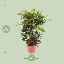 Codiaeum Mango (Croton Mango) (18254)