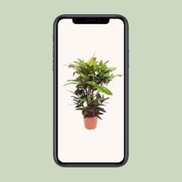 Codiaeum Mango (Croton Mango) (18254)