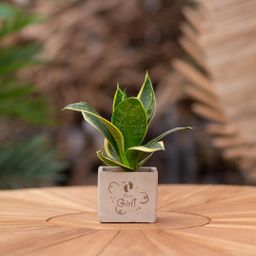 Congreet plantpots + Sansevieria | It's a girl (8721225131561)