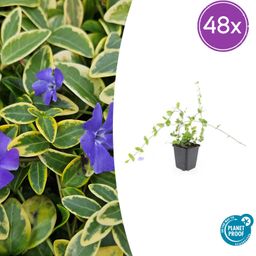 Garden basics 48x Vinca minor 'Blue and Gold' - ↕10-25cm - Ø9cm (50632)