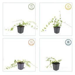 Garden basics 48x Vinca minor 'Blue and Gold' - ↕10-25cm - Ø9cm (50632)