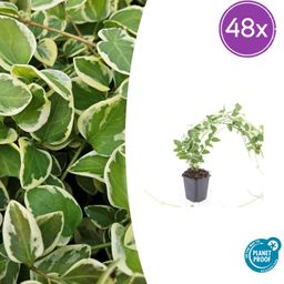 Garden basics 48x Vinca major 'Variegata' - ↕10-25cm - Ø9cm (50626)