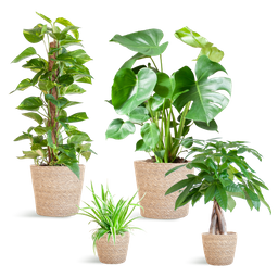 Easy care Plantenbox - medium - met mand Sofia (8721042064011)