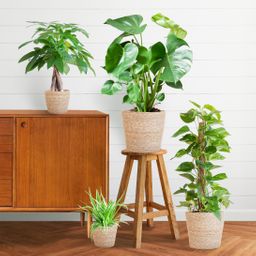 Easy care Plantenbox - medium - met mand Sofia (8721042064011)