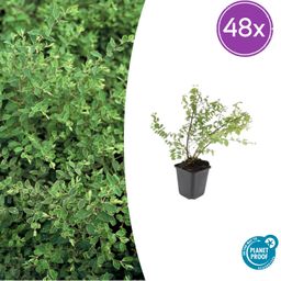 Garden basics 48x Symphoricarpos ch. 'Hancock' - ↕10-25cm - Ø9cm (50603)