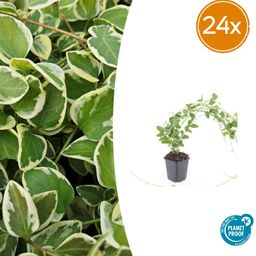 Garden basics 24x Vinca major 'Variegata' - ↕10-25cm - Ø9cm (50625)
