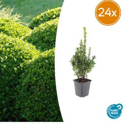 Garden basics 24x Buxus Sempervirens - ↕10-25cm - Ø9cm (50639)