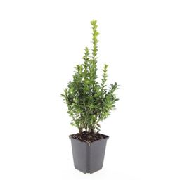 Garden basics 24x Buxus Sempervirens - ↕10-25cm - Ø9cm (50639)