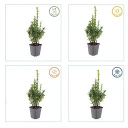 Garden basics 24x Buxus Sempervirens - ↕10-25cm - Ø9cm (50639)
