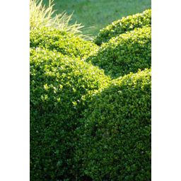 Garden basics 24x Buxus Sempervirens - ↕10-25cm - Ø9cm (50639)