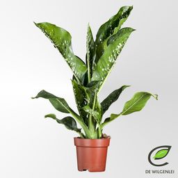 Dieffenbachia Seguine 'Caiman'® P21 (49909)
